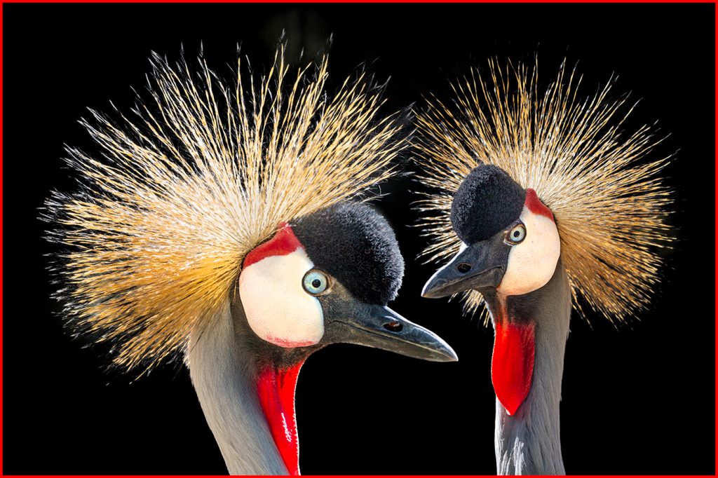African Crowned Cranes - Howard Hunt